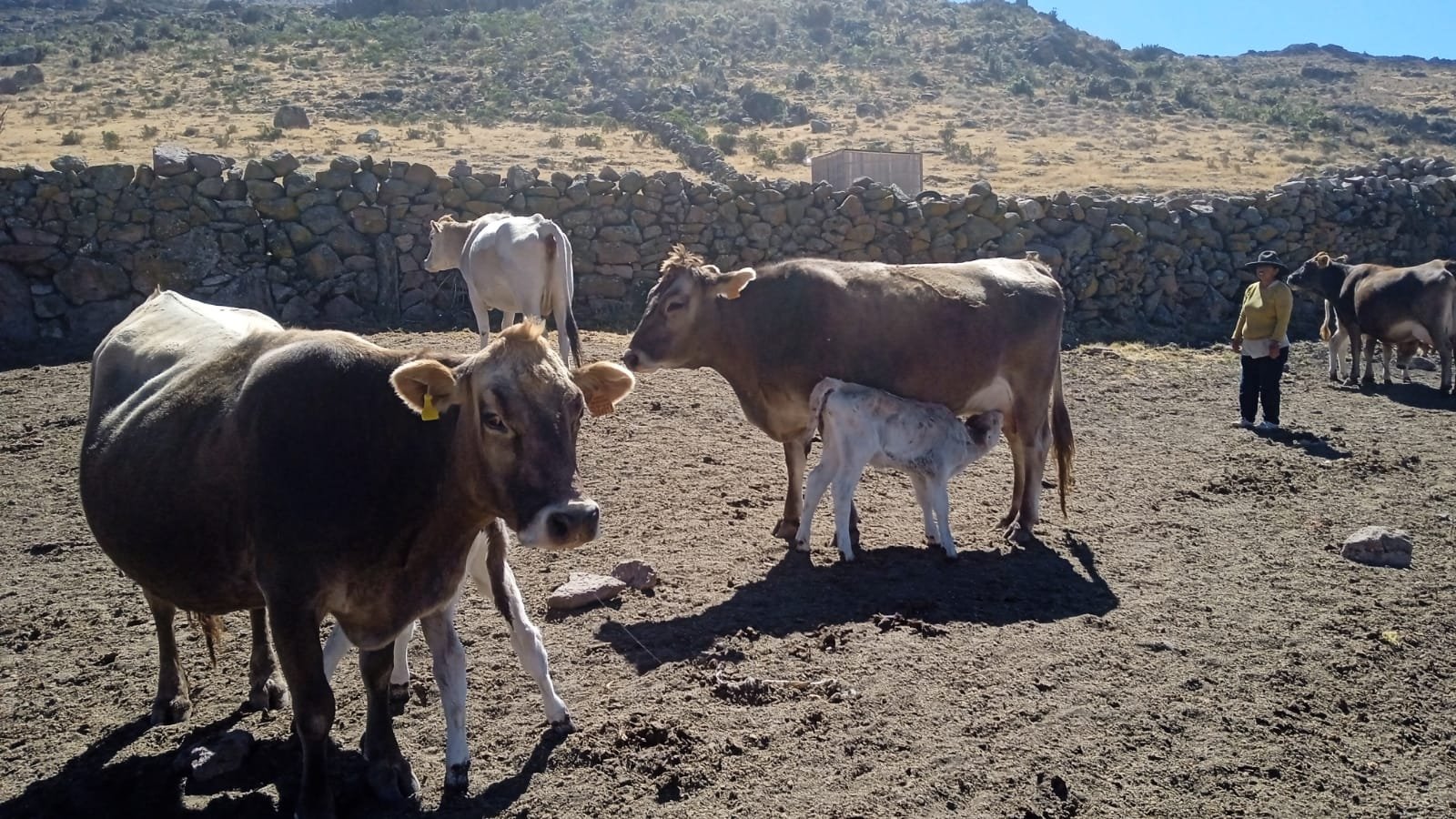 Ganadería en Pacomanta